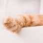 Une queue de chat. // Source : Canva Une queue de chat. // Source : Canva