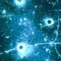 Cette image de traces dans la chambre à bulles Gargamelle fut la première confirmation de l’existence des interactions par courant neutre faibles. // Source : CERN Cette image de traces dans la chambre à bulles Gargamelle fut la première confirmation de l’existence des interactions par courant neutre faibles. // Source : CERN