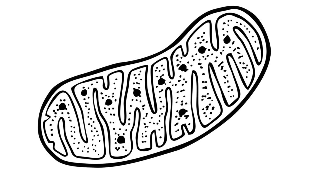 Dessin d'une mitochondrie // Source : Pixabay_envandrare Dessin d'une mitochondrie // Source : Pixabay_envandrare