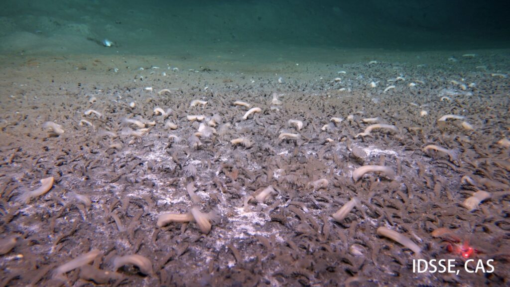 Les polychètes vivant dans le tube sont dominants à 6870 m au plus profond des Aléoutiens, avec des taches de tapis microbiens blancs // Source : Institut des sciences et de l'ingénierie des fonds de mer, CAS (IDSSE, CAS)