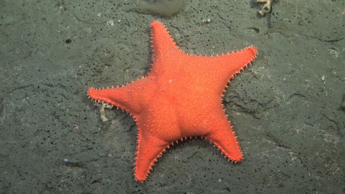 L'étoile de mer (Hippasteria phrygiana) : l'une des espèces observées et devenue emblématique de la campagne dans le canyon sous-marin de Mar del Plata // Source : ROV SuBastian / Schmidt Ocean Institute. L'étoile de mer (Hippasteria phrygiana) : l'une des espèces observées et devenue emblématique de la campagne dans le canyon sous-marin de Mar del Plata // Source : ROV SuBastian / Schmidt Ocean Institute.
