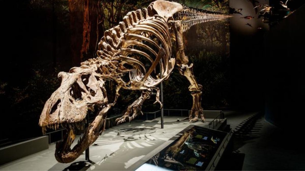 Squelette d'un Tyrannosaurus rex découvert à Murray Ranch, Montana, États-Unis // Source : Naturalis Biodiversity Center Squelette d'un Tyrannosaurus rex découvert à Murray Ranch, Montana, États-Unis // Source : Naturalis Biodiversity Center
