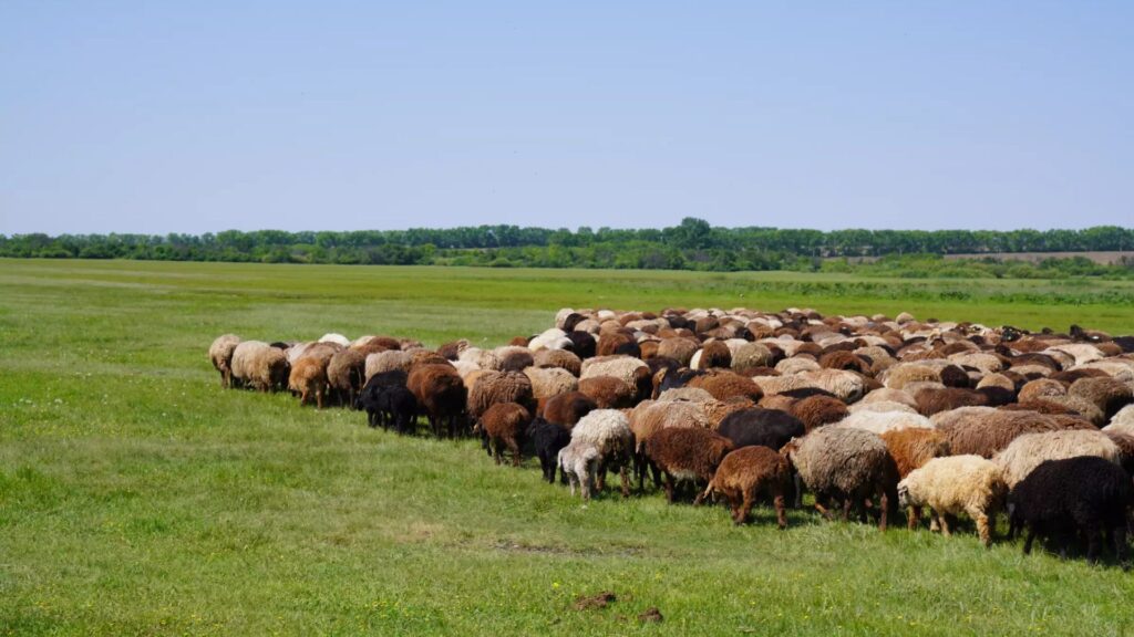 Un troupeau de moutons broute dans un paysage steppique du sud de l'Oural, près d'Arkaim, où des bergers auraient géré des troupeaux similaires il y a 4 000 ans. // Source : Taylor Hermes Un troupeau de moutons broute dans un paysage steppique du sud de l'Oural, près d'Arkaim, où des bergers auraient géré des troupeaux similaires il y a 4 000 ans. // Source : Taylor Hermes