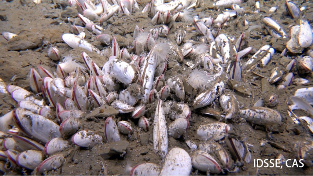 Agrégation dense de bivalves vésicomyides dans le sédiment à 5743 mètres à Clam Bed. // Source : Institut des sciences et de l'ingénierie des fonds de mer, CAS (IDSSE, CAS)