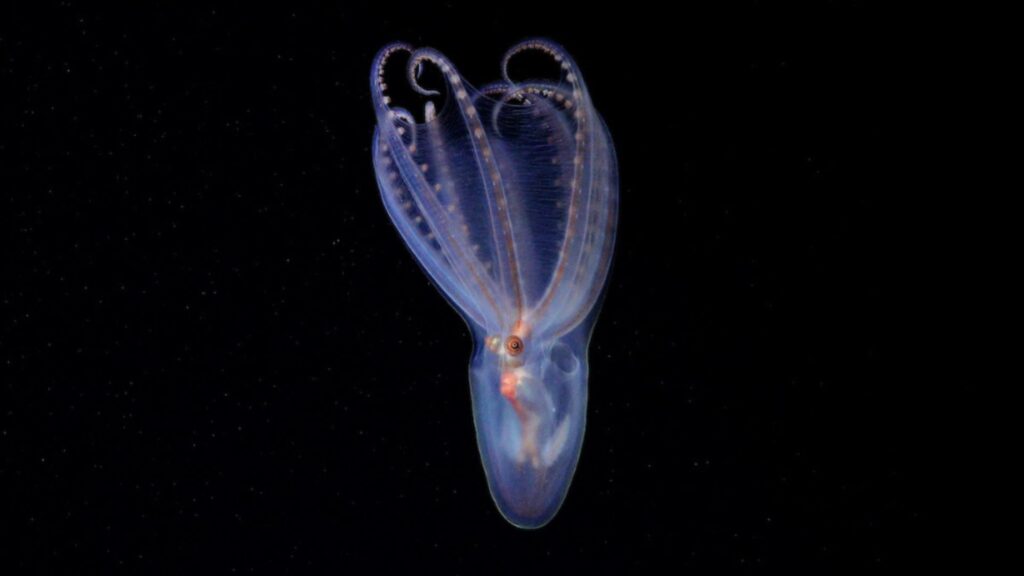 Une superbe pieuvre télescope (Amphitretus sp.) observée à 888 mètres de profondeur dans le canyon de Mar del Plata. // Source : ROV SuBastian / Schmidt Ocean Institute.
