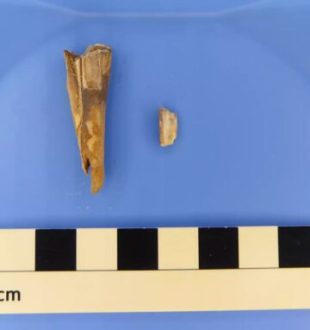 Une dent de mouton vieille de 4 000 ans // Source : Taylor Hermes Une dent de mouton vieille de 4 000 ans // Source : Taylor Hermes
