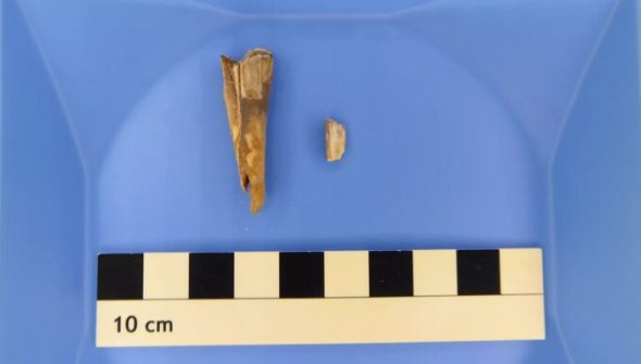 Une dent de mouton vieille de 4 000 ans // Source : Taylor Hermes Une dent de mouton vieille de 4 000 ans // Source : Taylor Hermes