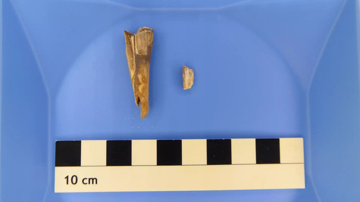 Une dent de mouton vieille de 4 000 ans // Source : Taylor Hermes Une dent de mouton vieille de 4 000 ans // Source : Taylor Hermes