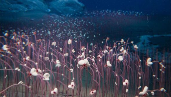 Plongée en zone hadale avec le sous-maarin Fendouzhe. Cette figure est créée pour représenter ces écosystèmes remarquables, formant une "rivière" de communautés chimiosynthétiques au fond de la tranchée hadal - peignant le fond de l'océan avec un kaléidoscope vivant de vitalité en haute mer // Source : Recoupée et agrandie_ Institut des sciences et de l'ingénierie des fonds de mer, CAS (IDSSE, CAS) Plongée en zone hadale avec le sous-maarin Fendouzhe. Cette figure est créée pour représenter ces écosystèmes remarquables, formant une "rivière" de communautés chimiosynthétiques au fond de la tranchée hadal - peignant le fond de l'océan avec un kaléidoscope vivant de vitalité en haute mer // Source : Recoupée et agrandie_ Institut des sciences et de l'ingénierie des fonds de mer, CAS (IDSSE, CAS)