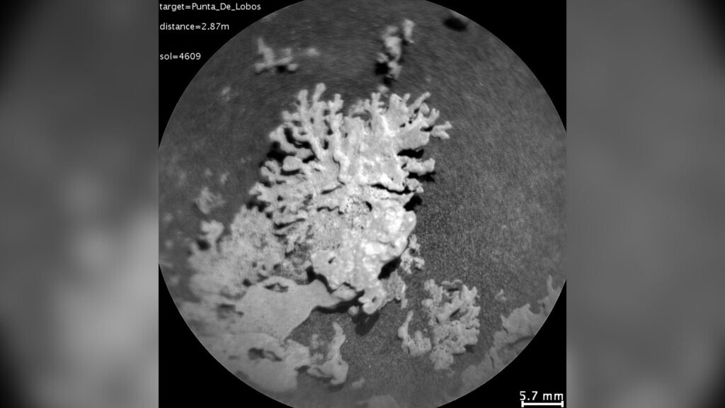 La roche en forme de corail prise en image par la ChemCam // Source : NASA/JPL-Caltech/LANL/CNES/CNRS/IRAP/IAS/LPG