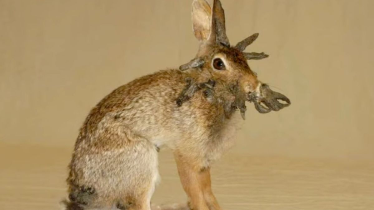 Rabbit shope pappillomavirus // Source : Capture écran vidéo YT @factsfromABHI Rabbit shope pappillomavirus // Source : Capture écran vidéo YT @factsfromABHI