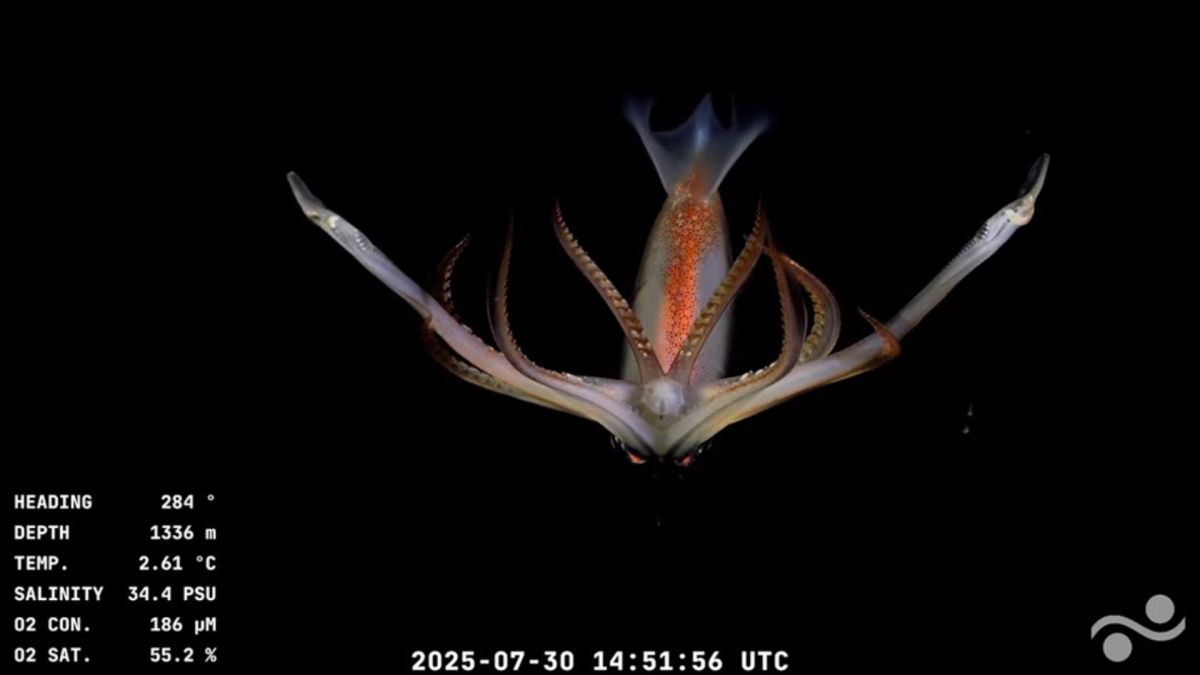 Image sous-marine capturée par le ROV SuBatsian // Source : CONICET Image sous-marine capturée par le ROV SuBatsian // Source : CONICET