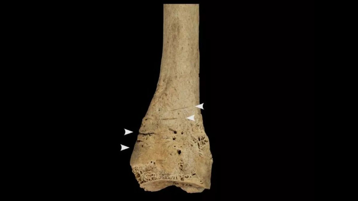 Marques de découpe sur un os de la jambe // Source : IPHES-CERCA Marques de découpe sur un os de la jambe // Source : IPHES-CERCA