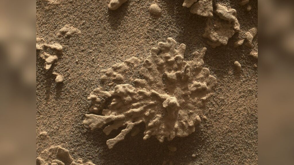 La roche en forme de corail prise par le Mars Hand Lens Imager (MAHLI) // Source : NASA/JPL-Caltech/MSSS