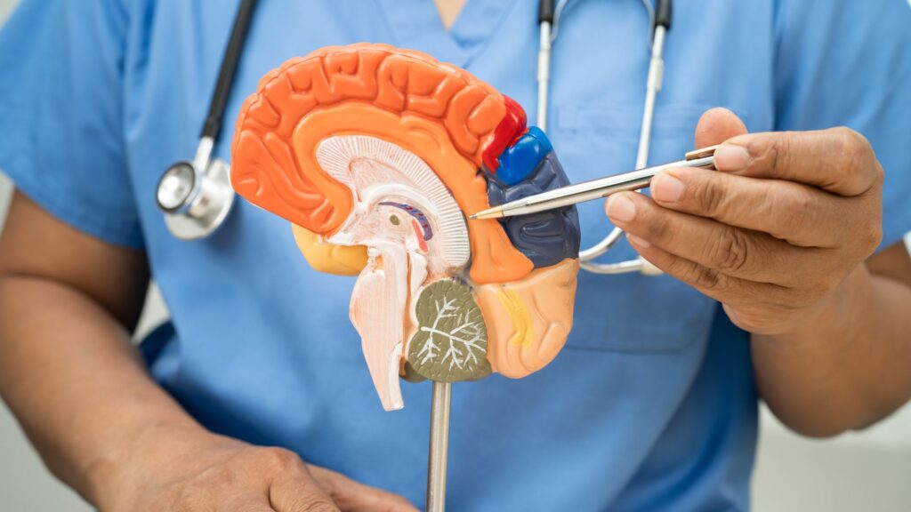 Modèle d'anatomie du cerveau. // Source : Envato Modèle d'anatomie du cerveau. // Source : Envato