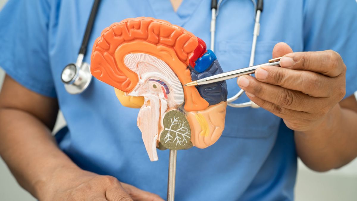 Modèle d'anatomie du cerveau. // Source : Envato Modèle d'anatomie du cerveau. // Source : Envato