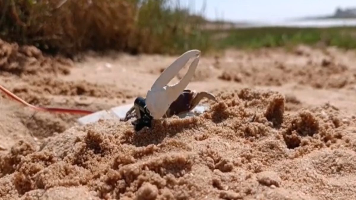 Wavy Dave, le robot-crabe. // Source : Capture d'écran, Joe Wilde Wavy Dave, le robot-crabe. // Source : Capture d'écran, Joe Wilde
