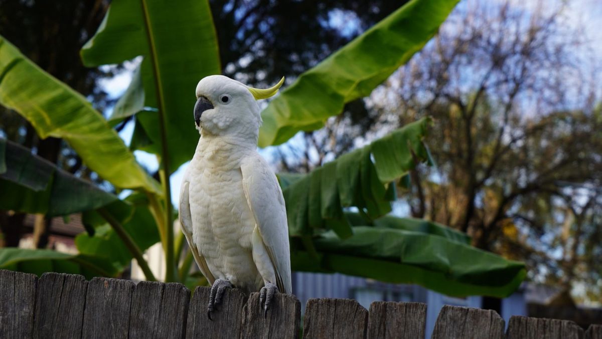 Un cacatoès  // Source : Pixabay- ArturFerreira