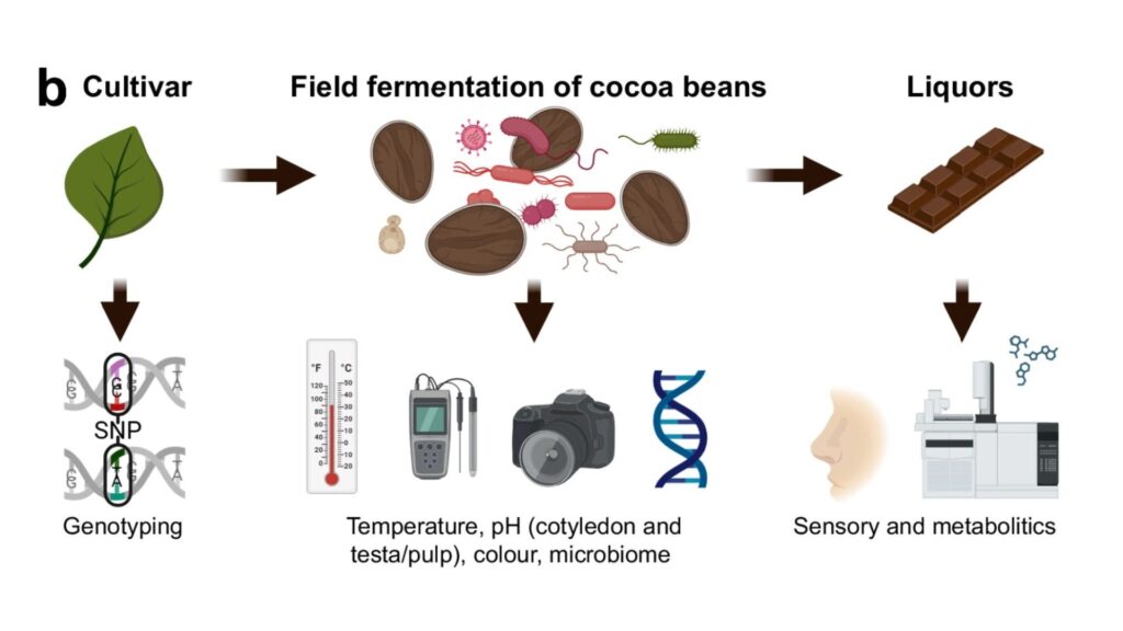 Schéma de l'analyse de la fermentation des fèves de cacao dans cette étude. Les variétés de cacao cultivées en exploitation ont été génotypées. La température, le pH et les variations de couleur des fèves en fermentation ont été enregistrés quotidiennement. Les communautés microbiennes ont été caractérisées par séquençage génétique. Après fermentation et séchage, les fèves ont été transformées en liqueurs de cacao et analysées par évaluation sensorielle et des métabolites de l’environnement.  // Source : Étude présentée sur la fermentation du chocolat 
