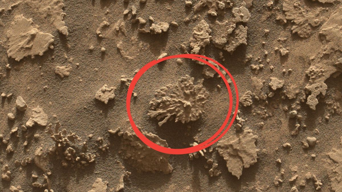La roche en forme de corail (entourée) prise par le Mars Hand Lens Imager (MAHLI) à environ 25 centimètre de distance // Source : NASA/JPL-Caltech/MSSS _ Modifié par Numerama