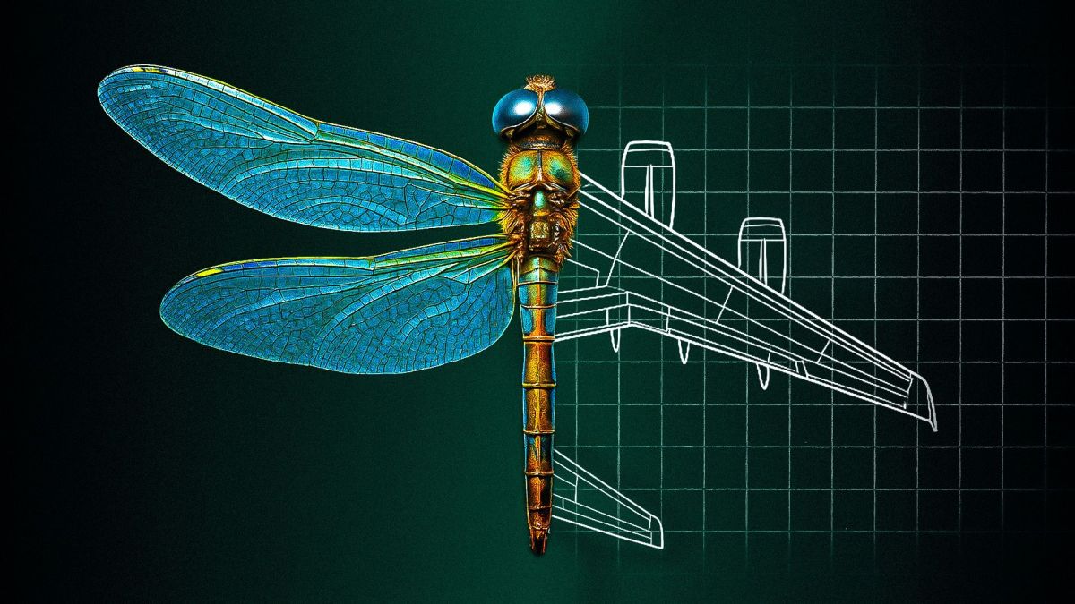 Libellule- Avion // Source : Numerama Libellule- Avion // Source : Numerama