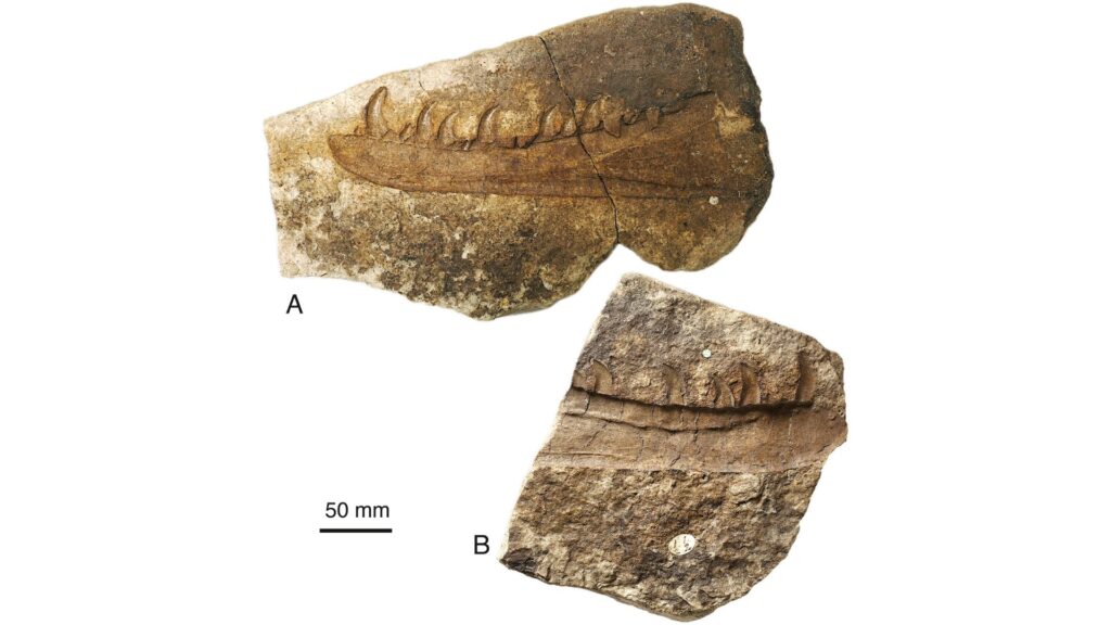 Les deux blocs séparés contenant l'empreinte de la mâchoire du dinosaure étudié : (A) L'empreinte médiale et (B) l'empreinte latérale. // Source : University of Bristol Les deux blocs séparés contenant l'empreinte de la mâchoire du dinosaure étudié : (A) L'empreinte médiale et (B) l'empreinte latérale. // Source : University of Bristol