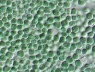 Chroococcidiopsis. // Source : Wikimédia-T. Darienko Chroococcidiopsis. // Source : Wikimédia-T. Darienko