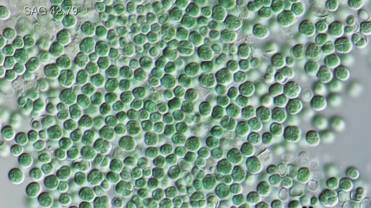 Chroococcidiopsis. // Source : Wikimédia-T. Darienko