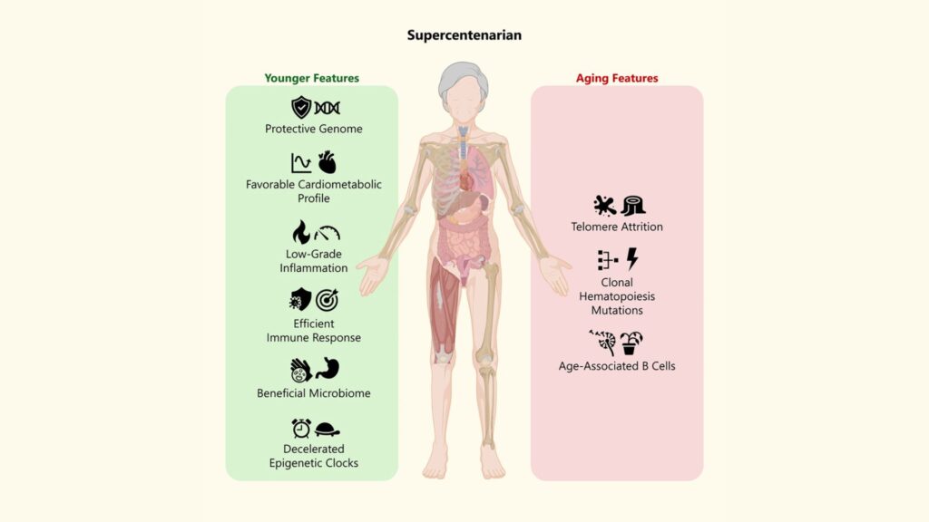 Résumé graphique de l'étude, avec en vert : les signaux de jeunesse et en rouge : les indices de vieillissement biologique // Source : Cell Reports Medicine (2025). DOI : 10.1016/j.xcrm.2025.102368 Résumé graphique de l'étude, avec en vert : les signaux de jeunesse et en rouge : les indices de vieillissement biologique // Source : Cell Reports Medicine (2025). DOI : 10.1016/j.xcrm.2025.102368