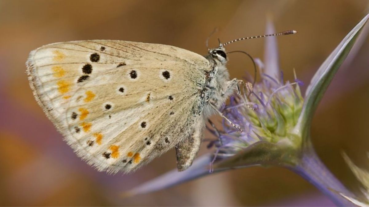 Papillon // Source : Capture d'écran- Roger Vila / the Institute of Evolutionary Biology Papillon // Source : Capture d'écran- Roger Vila / the Institute of Evolutionary Biology