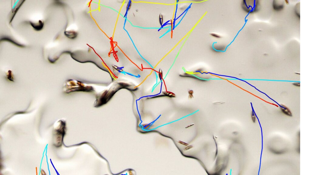 Les chercheurs ont développé et utilisé des microscopes et des environnements expérimentaux spéciaux pour suivre le déplacement des diatomées dans la glace // Source : Laboratoire Prakash Les chercheurs ont développé et utilisé des microscopes et des environnements expérimentaux spéciaux pour suivre le déplacement des diatomées dans la glace // Source : Laboratoire Prakash