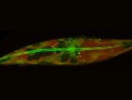 Image d'une diatomée arctique, montrant les filaments d'actine qui la parcourent et lui permettent de patiner. // Source : Laboratoire Prakash Image d'une diatomée arctique, montrant les filaments d'actine qui la parcourent et lui permettent de patiner. // Source : Laboratoire Prakash