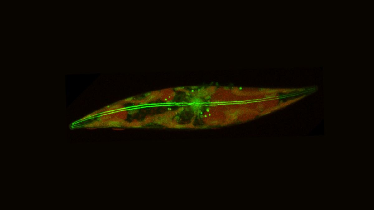 Image d'une diatomée arctique, montrant les filaments d'actine qui la parcourent et lui permettent de patiner. // Source : Laboratoire Prakash Image d'une diatomée arctique, montrant les filaments d'actine qui la parcourent et lui permettent de patiner. // Source : Laboratoire Prakash