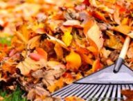 Feuilles d'automne. // Source : Canva Feuilles d'automne. // Source : Canva