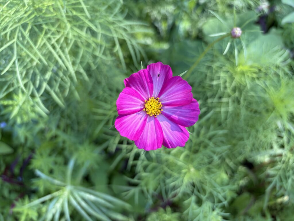 Impossible de se rapprocher plus avec l'iPhone Air : ça devient immédiatement flou après. Mais on apprécie le bokeh naturel à l'arrière. Impossible de se rapprocher plus avec l'iPhone Air : ça devient immédiatement flou après. Mais on apprécie le bokeh naturel à l'arrière.