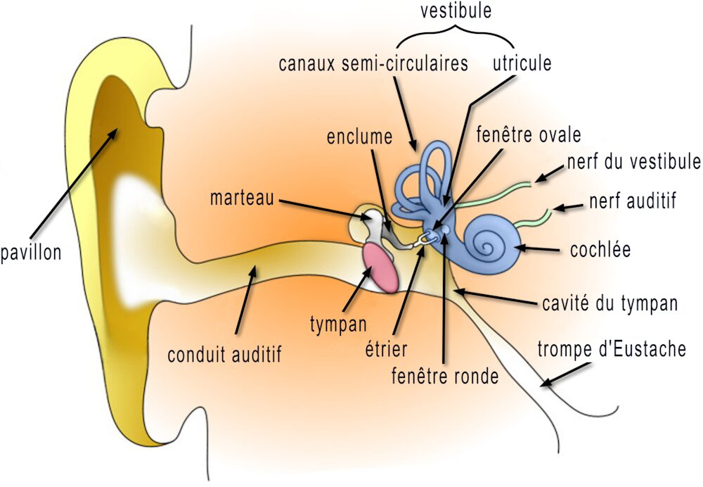 oreille interne