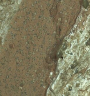 Image du roc possédant de possibles biosignatures. // Source : Nasa/JPL-Caltech/MSSS Image du roc possédant de possibles biosignatures. // Source : Nasa/JPL-Caltech/MSSS
