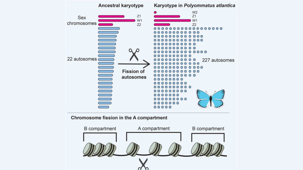Résumé graphique de l'étude expliquant le passage de // Source : Roger Vila- Current Biology Résumé graphique de l'étude expliquant le passage de // Source : Roger Vila- Current Biology