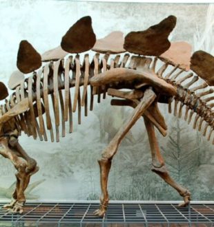 Squelette de stégosaure au Muséum Senckenberg à Francfort- Septembre 2007 // Source : Wikimédia Squelette de stégosaure au Muséum Senckenberg à Francfort- Septembre 2007 // Source : Wikimédia