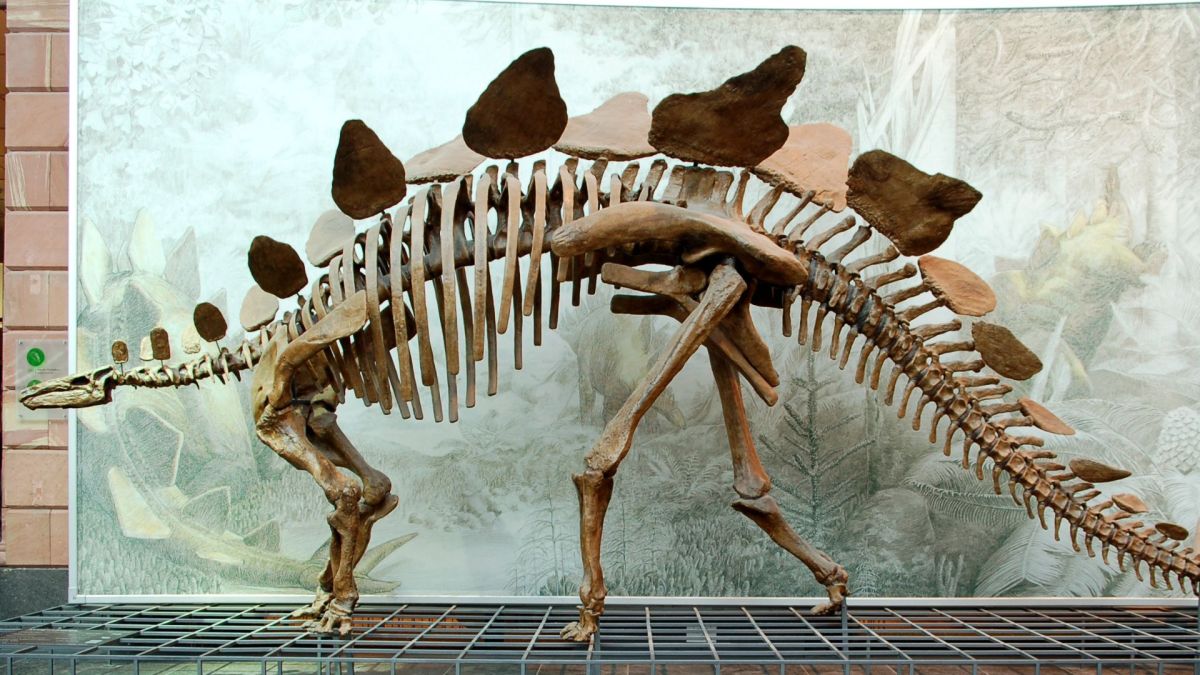 Squelette de stégosaure au Muséum Senckenberg à Francfort- Septembre 2007 // Source : Wikimédia Squelette de stégosaure au Muséum Senckenberg à Francfort- Septembre 2007 // Source : Wikimédia