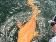 Requin orange découvert au large du Costa Rica. // Source : Garvin Watson and Parismina Domus Dei Requin orange découvert au large du Costa Rica. // Source : Garvin Watson and Parismina Domus Dei