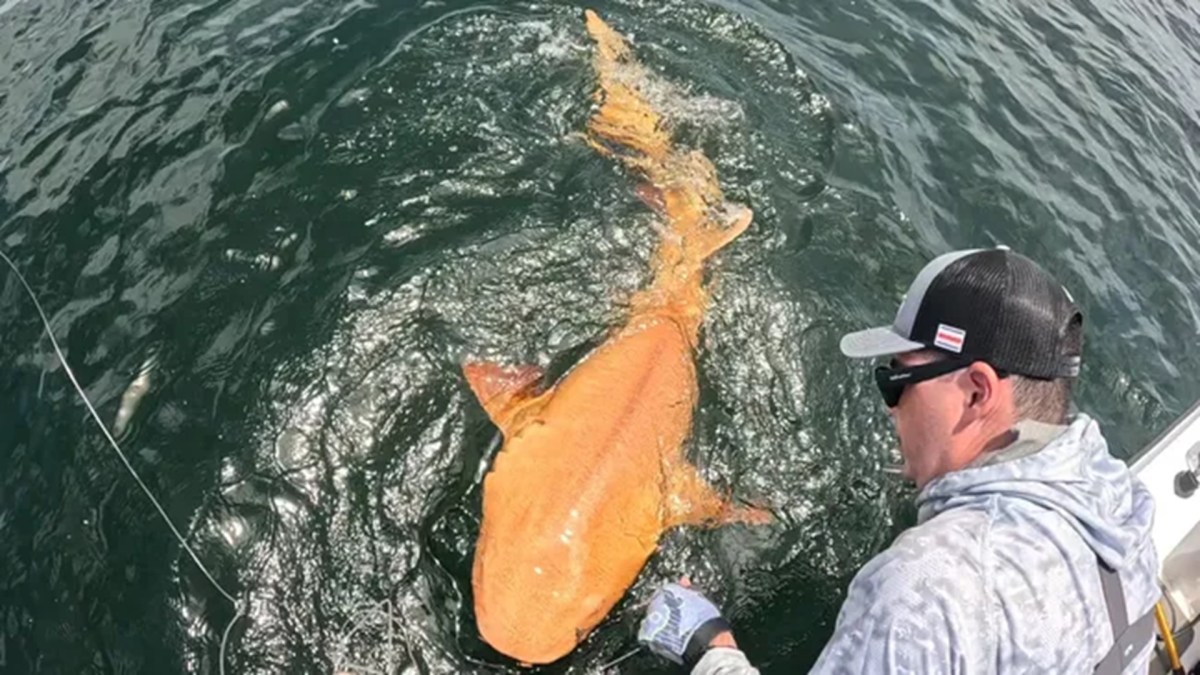 Requin orange découvert au large du Costa Rica. // Source : Garvin Watson and Parismina Domus Dei Requin orange découvert au large du Costa Rica. // Source : Garvin Watson and Parismina Domus Dei