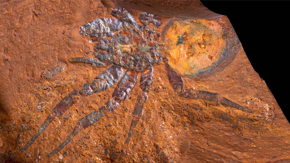 Une grande araignée-piège préservée à McGraths Flat. // Source : Michael Frese Une grande araignée-piège préservée à McGraths Flat. // Source : Michael Frese