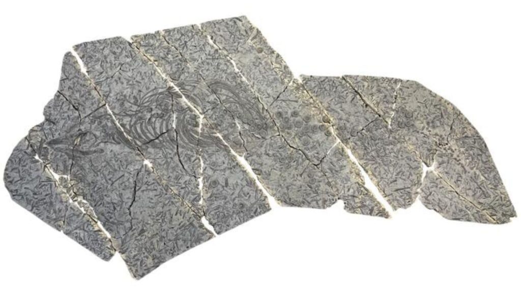 Échantillon d'Eurhinosaurus mistelgauensis du Urwelt-Museum Oberfranken sur un champ de bataille belemnite. La plaque fossile fait environ 4 m de long. // Source : Spicher et al. Échantillon d'Eurhinosaurus mistelgauensis du Urwelt-Museum Oberfranken sur un champ de bataille belemnite. La plaque fossile fait environ 4 m de long. // Source : Spicher et al.