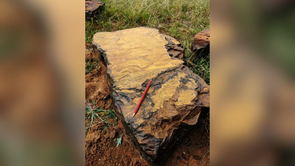 Roches fossilifères rouges de McGraths Flat, composées d'un minéral d'oxyhydroxyde de fer appelé goethite. // Source : Tara Djokic Roches fossilifères rouges de McGraths Flat, composées d'un minéral d'oxyhydroxyde de fer appelé goethite. // Source : Tara Djokic
