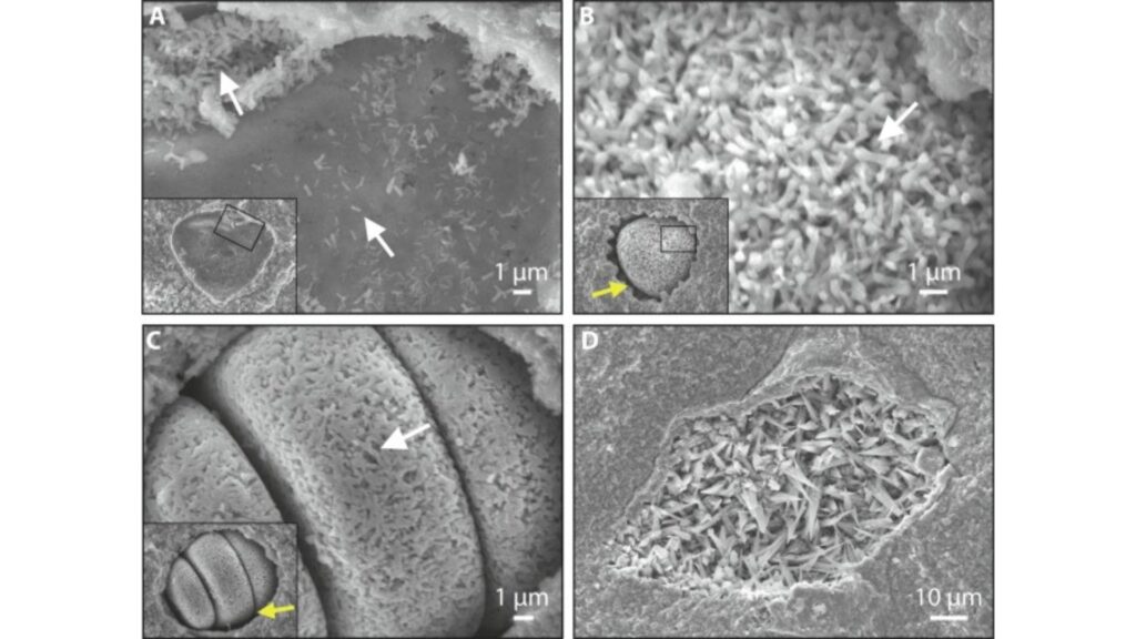 Microfossiles montrant des moules internes composés de microstructures de goethite en forme de tige par rapport aux aiguilles de goethite dans une cavité rocheuse. // Source : Gondwana Research, Tara Djokic et al. Microfossiles montrant des moules internes composés de microstructures de goethite en forme de tige par rapport aux aiguilles de goethite dans une cavité rocheuse. // Source : Gondwana Research, Tara Djokic et al.