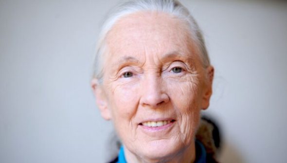 Jane Goodall, le 22 juin 2010 à Paris // Source : Wikimédia - Nikeush Jane Goodall, le 22 juin 2010 à Paris // Source : Wikimédia - Nikeush