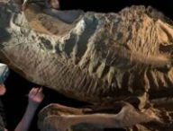 Source : Fossil Lab de l'université de Chicago