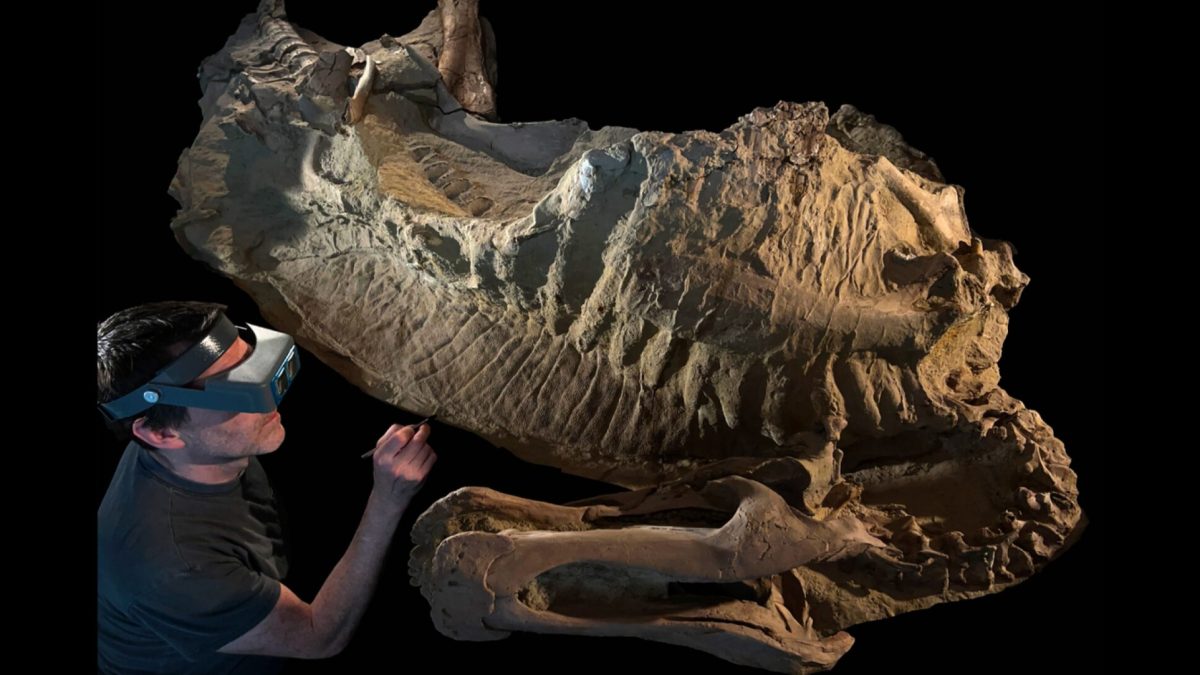 Source : Fossil Lab de l'université de Chicago