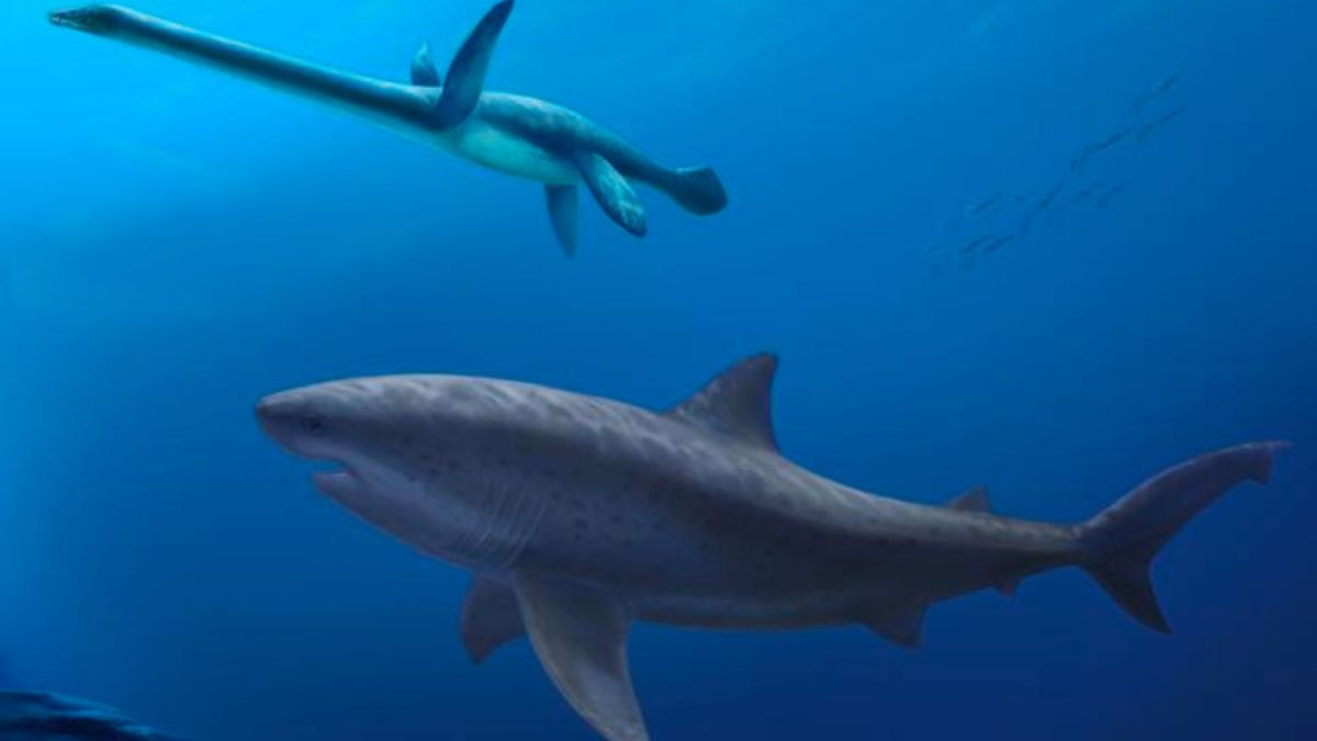 Un gigantesque requin méga-prédateur de 8 m de long traque un plésiosaure à long cou dans les mers au large de l'Australie il y a 115 millions d'années. // Source : Polyanna von Knorring, Musée suédois d'histoire naturelle